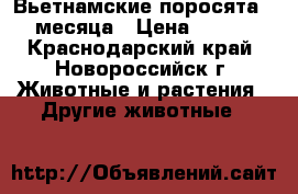 Вьетнамские поросята 1.5 месяца › Цена ­ 2 500 - Краснодарский край, Новороссийск г. Животные и растения » Другие животные   